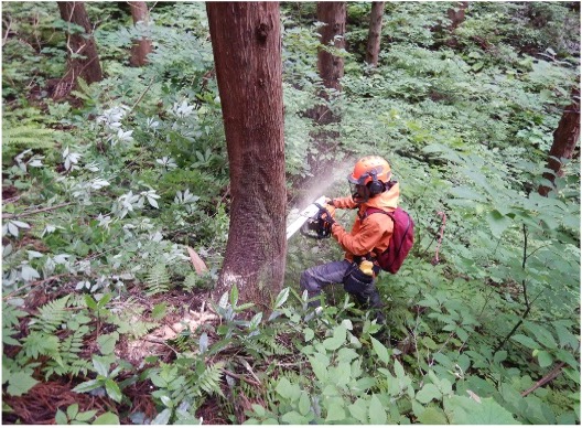 雄勝広域森林組合