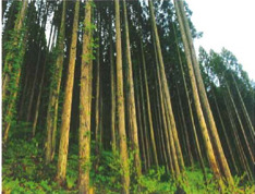 有限会社松橋木材