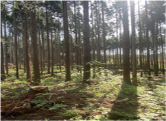 フォレスト千葉株式会社