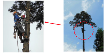 合同会社緑の絆