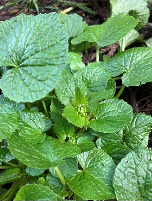 黒沢林業株式会社