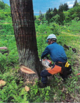 有限会社丸充製材所