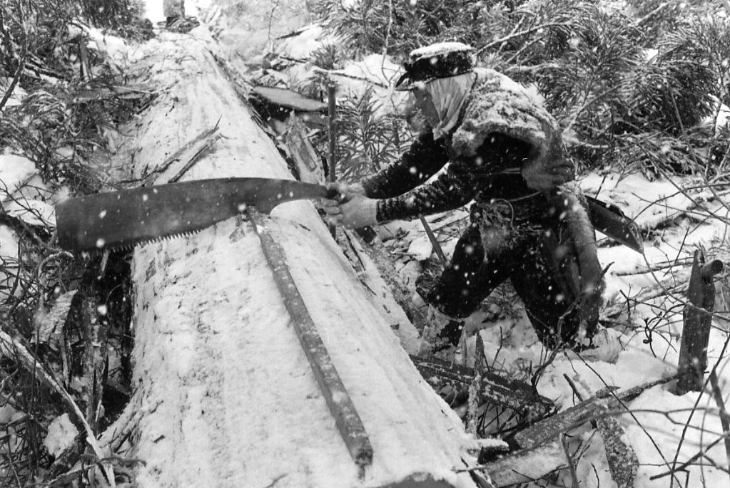 昔の林業(鋸挽き)